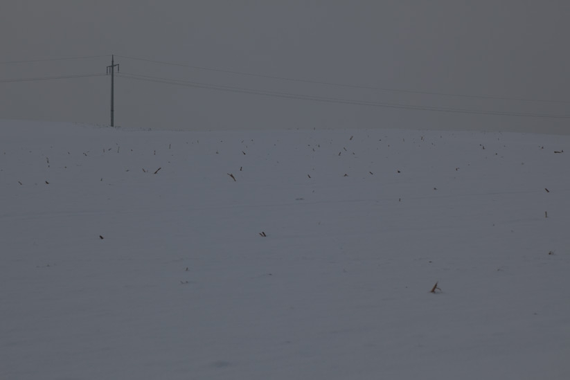 © www.marcusbuck.com